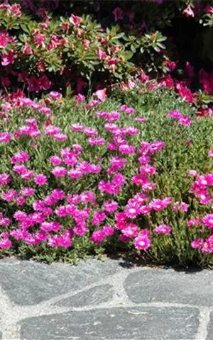 Delosperma cooperi, karminrot