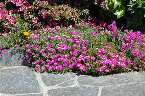 Coopers Mittagsblume - Delosperma cooperi, karminrot