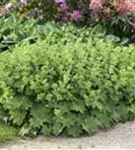 Großblättriger Frauenmantel - Alchemilla mollis