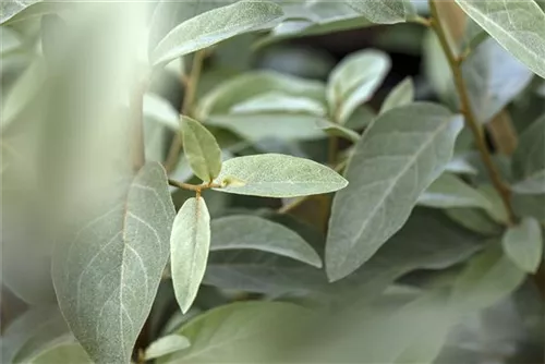 Schmalblättrige Ölweide - Elaeagnus angustifolia