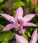 Waldrebe 'Hagley Hybrid' - Clematis 'Hagley Hybrid'