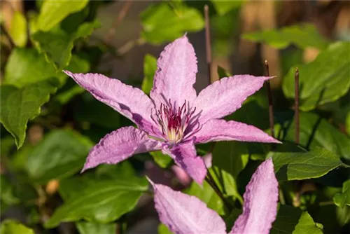 Waldrebe 'Hagley Hybrid' - Clematis 'Hagley Hybrid'