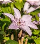 Waldrebe 'Hagley Hybrid' - Clematis 'Hagley Hybrid'