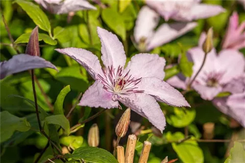 Waldrebe 'Hagley Hybrid' - Clematis 'Hagley Hybrid'