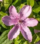 Waldrebe 'Hagley Hybrid' - Clematis 'Hagley Hybrid'