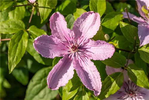 Waldrebe 'Hagley Hybrid' - Clematis 'Hagley Hybrid'