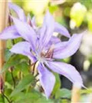 Waldrebe 'Jackmanii' - Clematis 'Jackmanii'