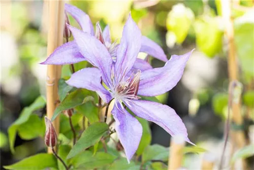 Waldrebe 'Jackmanii' - Clematis 'Jackmanii'