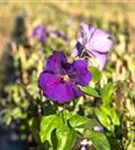 Waldrebe 'Jackmanii' - Clematis 'Jackmanii'