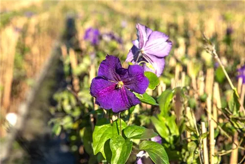 Waldrebe 'Jackmanii' - Clematis 'Jackmanii'