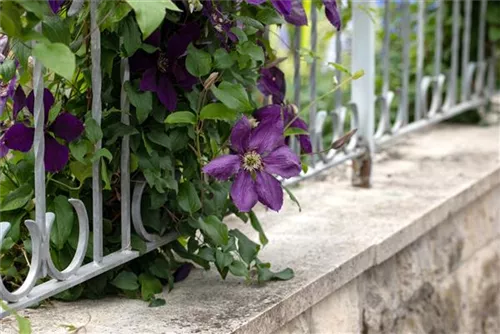 Waldrebe 'Jackmanii' - Clematis 'Jackmanii'