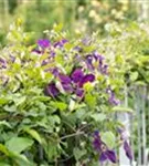 Waldrebe 'Jackmanii' - Clematis 'Jackmanii'