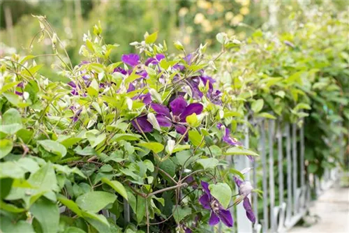 Waldrebe 'Jackmanii' - Clematis 'Jackmanii'