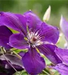 Waldrebe 'Jackmanii' - Clematis 'Jackmanii'