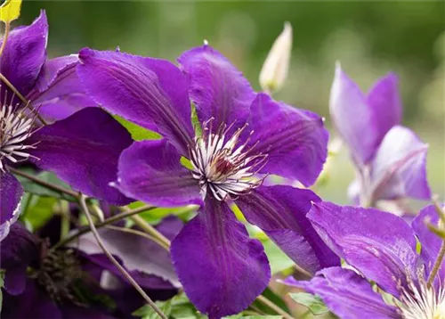 Waldrebe 'Jackmanii' - Clematis 'Jackmanii'