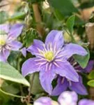 Waldrebe 'Justa' - Clematis 'Justa'