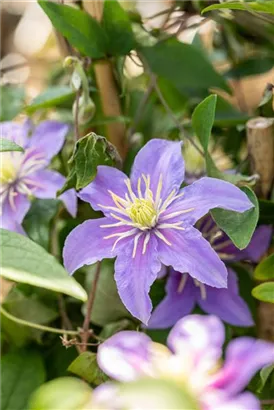 Waldrebe 'Justa' - Clematis 'Justa'