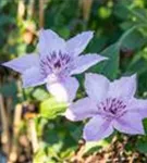 Waldrebe 'Justa' - Clematis 'Justa'