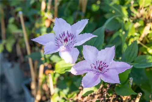 Waldrebe 'Justa' - Clematis 'Justa'