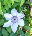 Waldrebe 'Justa' - Clematis 'Justa'