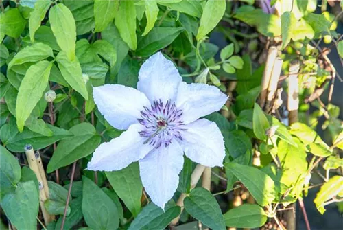 Waldrebe 'Justa' - Clematis 'Justa'