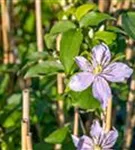 Waldrebe 'Justa' - Clematis 'Justa'