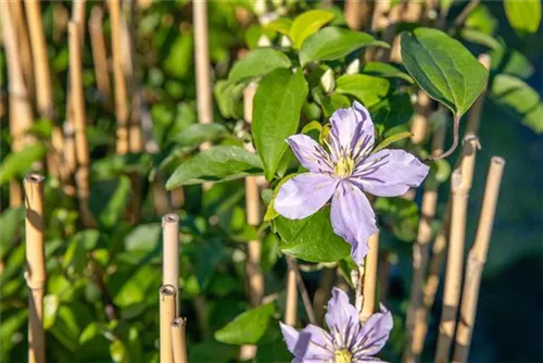 Waldrebe 'Justa' - Clematis 'Justa'