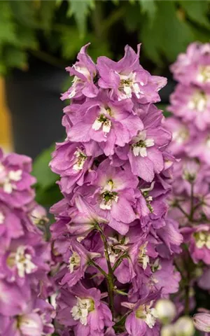 Delphinium Pacific 'Astolat'