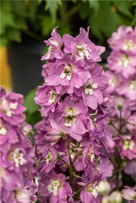 Pacific-Garten-Rittersporn - Delphinium Pacific 'Astolat'