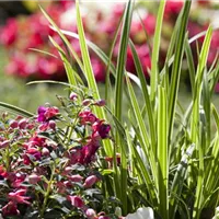 Sommer auf dem Friedhof 