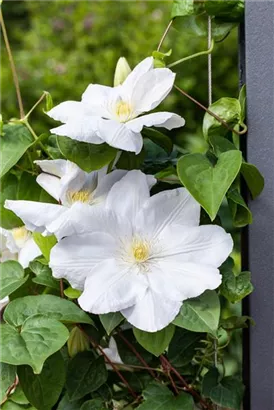 Waldrebe 'Madame Le Coultre' - Clematis 'Madame Le Coultre'