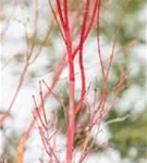 Fächerahorn 'Sangokaku' - Acer palmatum 'Sangokaku'