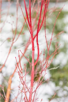 Fächerahorn 'Sangokaku' - Acer palmatum 'Sangokaku'