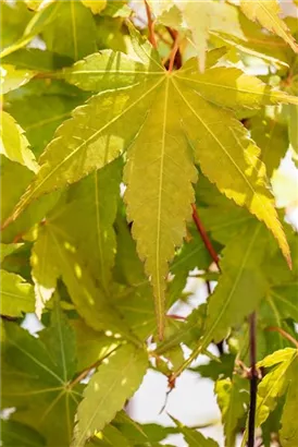 Fächerahorn 'Sangokaku' - Acer palmatum 'Sangokaku'