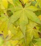 Fächerahorn 'Sangokaku' - Acer palmatum 'Sangokaku'