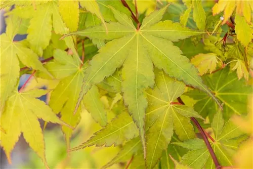 Fächerahorn 'Sangokaku' - Acer palmatum 'Sangokaku'