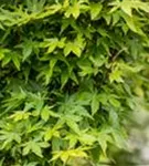 Fächerahorn 'Sangokaku' - Acer palmatum 'Sangokaku'