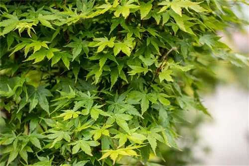 Fächerahorn 'Sangokaku' - Acer palmatum 'Sangokaku'