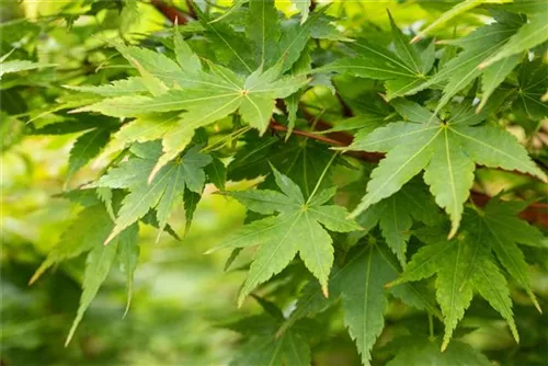 Fächerahorn 'Sangokaku' - Acer palmatum 'Sangokaku'