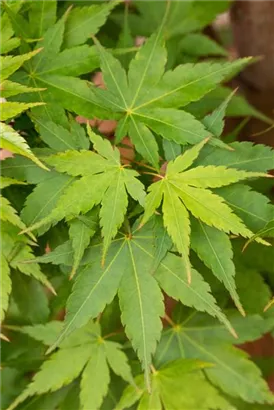 Fächerahorn 'Sangokaku' - Acer palmatum 'Sangokaku'