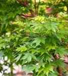 Fächerahorn 'Sangokaku' - Acer palmatum 'Sangokaku'