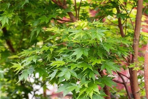 Fächerahorn 'Sangokaku' - Acer palmatum 'Sangokaku'