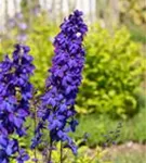 Pacific-Garten-Rittersporn - Delphinium Pacific 'Black Knight'