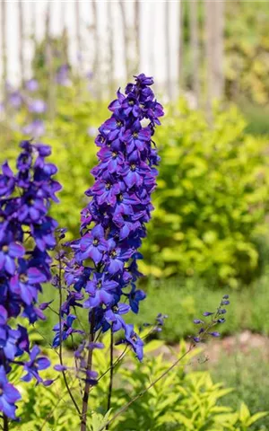 Delphinium Pacific 'Black Knight'