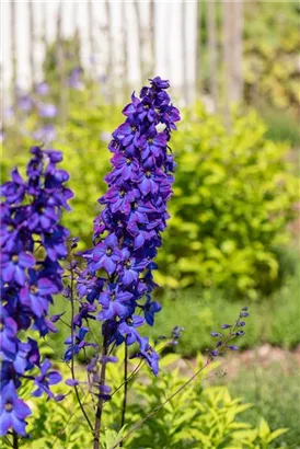 Pacific-Garten-Rittersporn - Delphinium Pacific 'Black Knight'