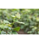 Baumhasel - Corylus colurna