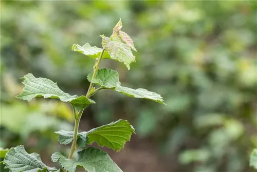 Baumhasel - Corylus colurna