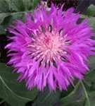 Kaukasus-Flockenblume - Centaurea dealbata