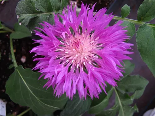 Kaukasus-Flockenblume - Centaurea dealbata