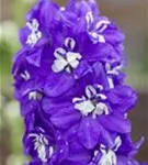 Pacific-Garten-Rittersporn - Delphinium Pacific 'Blue Bird'